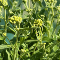 Alyssum (Aurinia) saxatile 'Sulphureum'